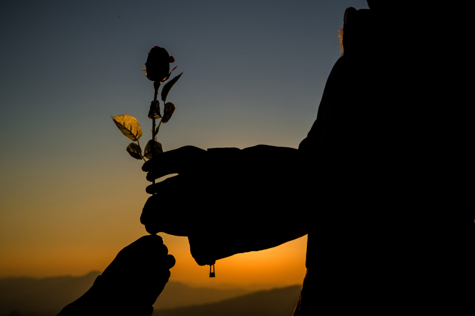 Silhueta de mãos a oferecer uma rosa ao pôr do sol